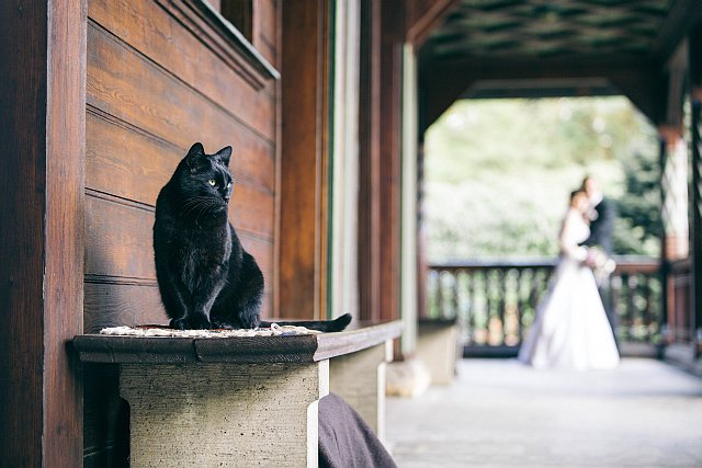 Schwarze Katz sitzt beim Brautpaarshooting im Vordergrund